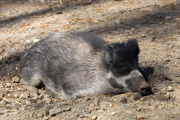 Visayan warty pig, Sus cebifrons negrinus, sow with cub