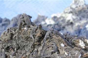 Sunbathing  iguana group on rock