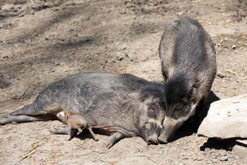 Visayan warty pig, Sus cebifrons negrinus, sow with cub