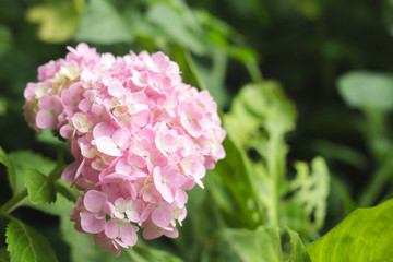 Pink hydrangeas.