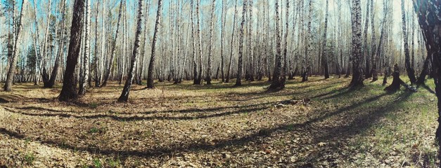 Birch trees forest panorama