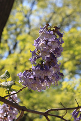Ветка павловнии войлочной (Paulownia tomentosa) с цветами 