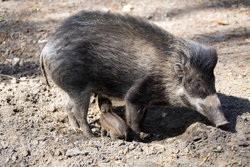 Visayan warty pig, Sus cebifrons negrinus, sow with cub
