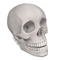 3d renderings of male skull