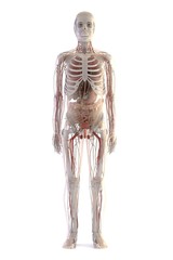 3d renderings of human anatomy