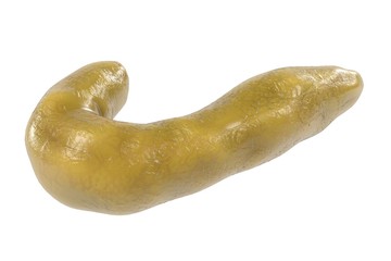 Obraz premium 3d renderings of human pancreas