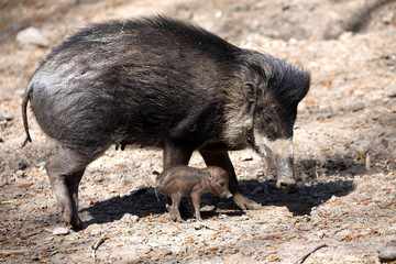 Visayan warty pig, Sus cebifrons negrinus, sow with cub