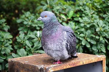 A fat grey pigeon in Venice