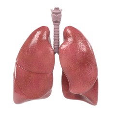 3d renderings of human respiratory system