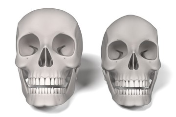 3d renderings of human skulls