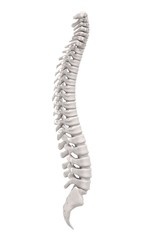3d renderings of spinal cord