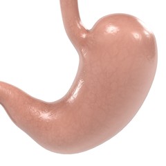 Fototapeta premium 3d renderings of human stomach