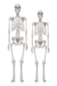 3d renderings of human skeletons