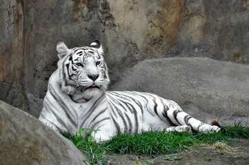 Obraz premium Bengal white tiger is a rare subspecies of tiger. 