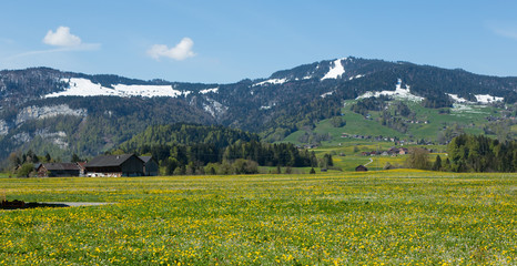 Löwenzahnblüte im Bregenzerwald