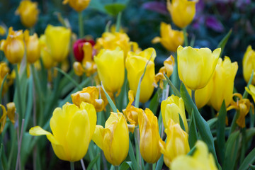 Colorful tulips