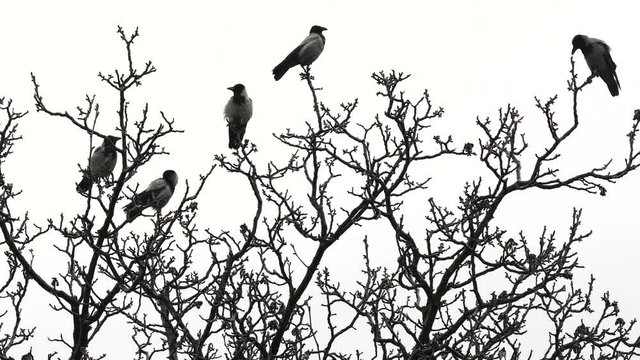 Ravens of walnut in gloomily rainy weather.