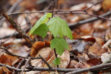 junger baum im frühling