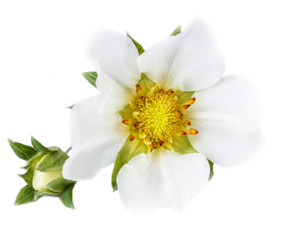 Strawberry flower closeup isolated on a white background