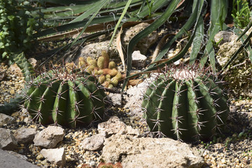 Kugelkaktus - Echinocereus coccineus