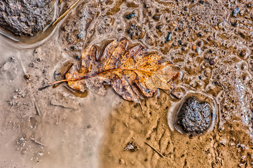 feuille d' arbre dans une flaque d'eau