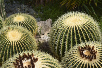 Goldkugelkaktus - Echinocactus grusonii