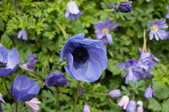 Fototapeta Blue flower