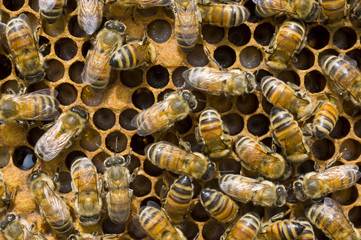 Alveare con larve e api operaie