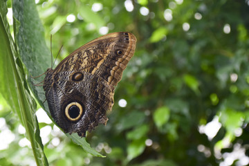 großer Schmetterling - Bananenfalter Edelfalter