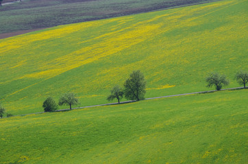 Empty asphalt countryside road through meadow with yellow flowers and lonely trees. Presov region,Slovakia.