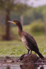 Pose du grand cormoran 2
