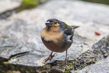 Madeirischer Buchfink, Madeira, Portugal