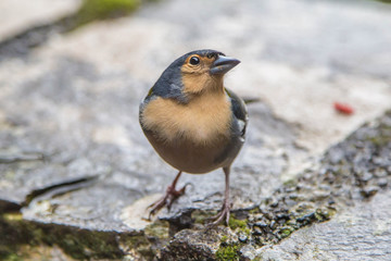 Madeirischer Buchfink, Madeira, Portugal