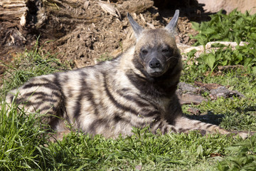 Striped Hyaena, Hyaena Hyaena sultana, a smaller species