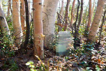 Obraz premium Birch SAP dripping into the jar . Sibir ,Yugra.