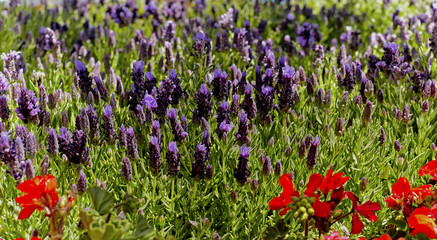 Lavender Flowers with Red Salvia in a Garden