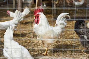 White rooster on farm