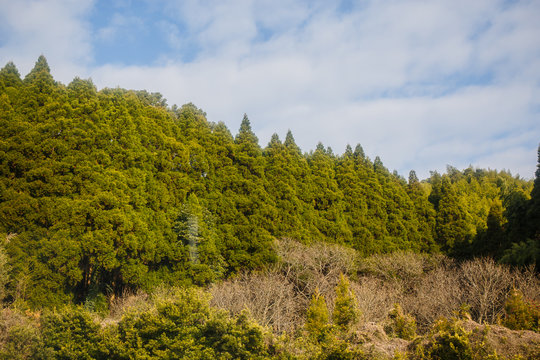 Pine tree and blue sky Japan