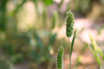 Obraz premium Timothy grass