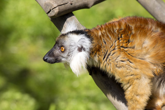 female Black lemur, Eulemur m. macaco