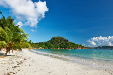 Beautiful beach with palm tree at Seychelles