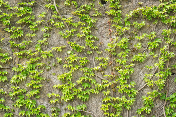  Old wall covered hith ivy with copy space