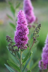 Lilac fluffy flower on a long stalk