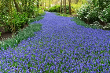 Selbstklebende Fototapete Frühling bluebell flowers river