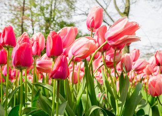 Pink growing  tulips