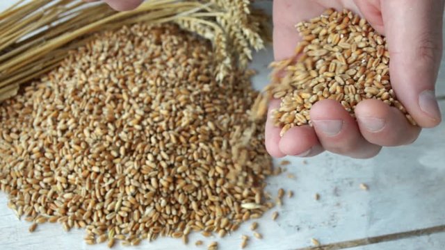 Wheat pouring from male`s hands to the grain pile on the table. Food supply concept. Closeup
