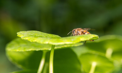 bee
