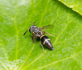 bee
