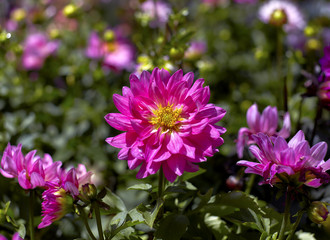Obraz premium Pink Dahlia in a Garden