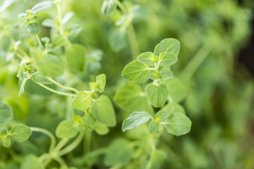 Oregano Plant (close-up shot)